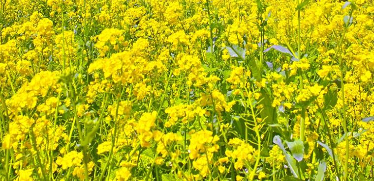 旬の食材 菜の花 のだしレシピ 菜の花とポーチドエッグのだしスープ おだしの読み物 やいづ善八だより だしの専門店 やいづ善八 公式サイト